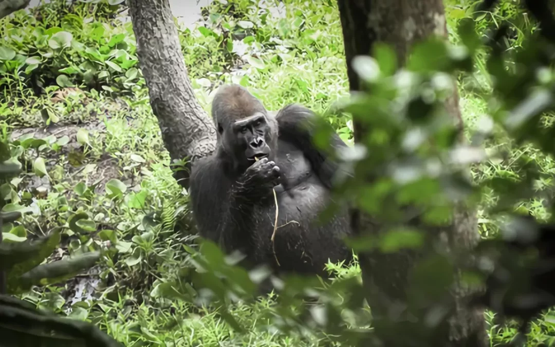 Idjanga, la forêt aux gorilles