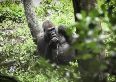 Idjanga, la forêt aux gorilles