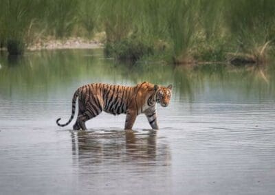 Bardiya, le prix du feu